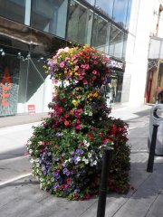some window boxes of flowers in dublin